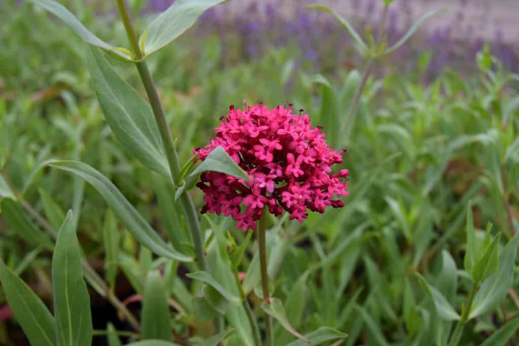 Centranthus ruber ---